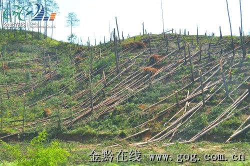 北影林场最新天气预报