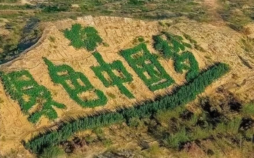 宝马山林场最新新闻，绿色发展的前沿阵地