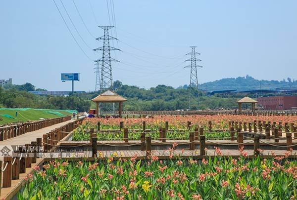 桂花林村，繁荣发展的乡村新面貌最新报道